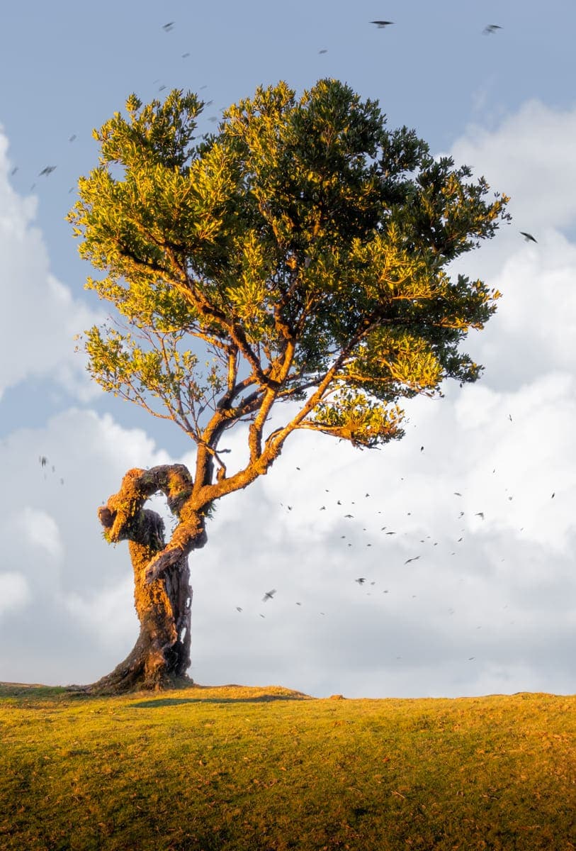 Photo composition of a lonely tree